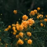 balu_8375 profile picture