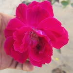 balvindra_sihag profile picture