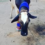 bambha_ronak_ profile picture