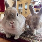 bambiandken profile picture