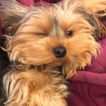 bambino.star profile picture