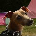 bambinothebaby profile picture