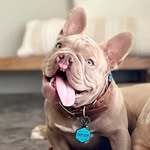 bammythehammy profile picture