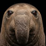 bananapuddingpurchased profile picture