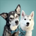 banditandwillowgram profile picture