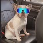 bankydaboss profile picture