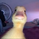 bantal.kusam__ profile picture