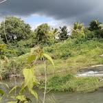 bantisingchitodiya profile picture
