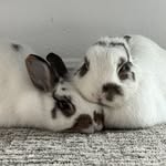 baoandherbei profile picture