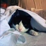 barattolomio profile picture