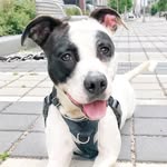 barcshelter profile picture