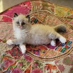 barefoot_bonita profile picture