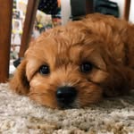 barkleybk profile picture