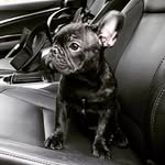 barniethefrenchie profile picture