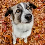 barriespaws profile picture
