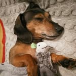 barrytheblinddog profile picture