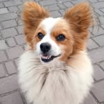 barsik_shmarsik profile picture