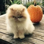 bartpumpkin profile picture