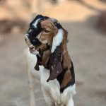 basheerkhan9138 profile picture