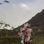 bashovallay profile picture