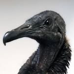 bashthevulture profile picture