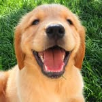 basic_bodie profile picture