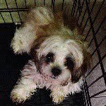 basil_halla profile picture