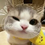 basskyashipra profile picture