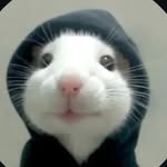 bassmm13 profile picture