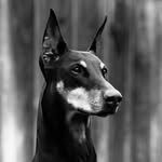 bat.not.bad profile picture