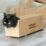 batman_the_munchkin_cat profile picture