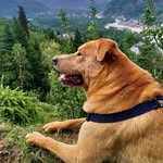 batmanzbatdog profile picture