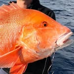 batsfishing profile picture
