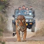 battilalgurjar_ranthambhore profile picture