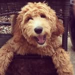 baxterthegoldendood profile picture