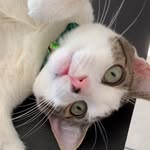 bazil_cat_rattes profile picture
