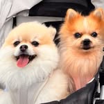 bbandmuji profile picture