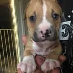 bbshonorallbreeddogrescue profile picture