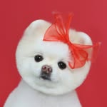 bby_hari profile picture