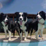 bcollie_friends profile picture