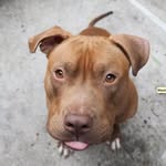 beaker_bunny profile picture