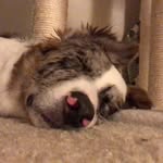 beaniebunny_theaussie profile picture