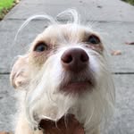 beanthechiweenie profile picture