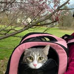 beanthedormkitten profile picture