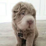 bearcoat_tonkey profile picture