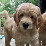 bearthedude9 profile picture
