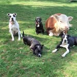bear_the_pittie profile picture