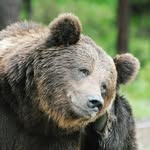 bear_who_wrestled_khabib profile picture