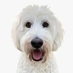 beasleythatdoodle profile picture