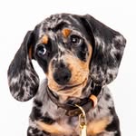 beastandstormy profile picture